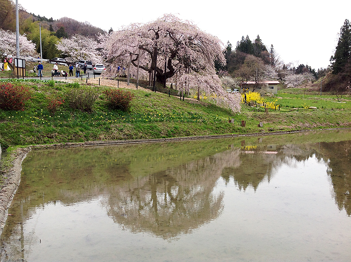 すがの住機サービス　中島の地蔵桜